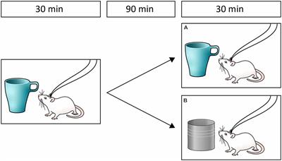 The Importance of Ventral Hippocampal Dopamine and Norepinephrine in Recognition Memory